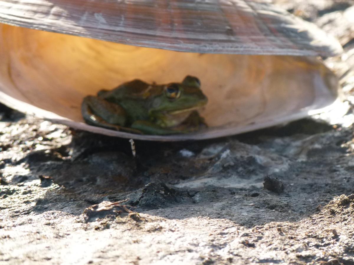 Camping Casuta Mihaela Crişan Dış mekan fotoğraf
